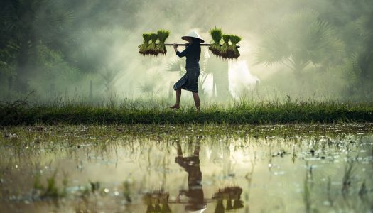 The Libidinal Economy of Singularity