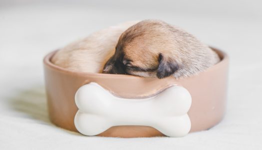 In Defense of the Dog Bowl