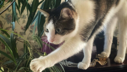 A Few Points of Philosophical Interest Learned by Watching Our Cats: Part I