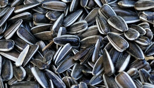 What Will Grow Out of a Pocket Full of Sunflower Seeds?